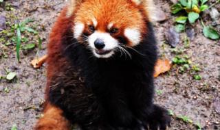 上海动物园门票团购